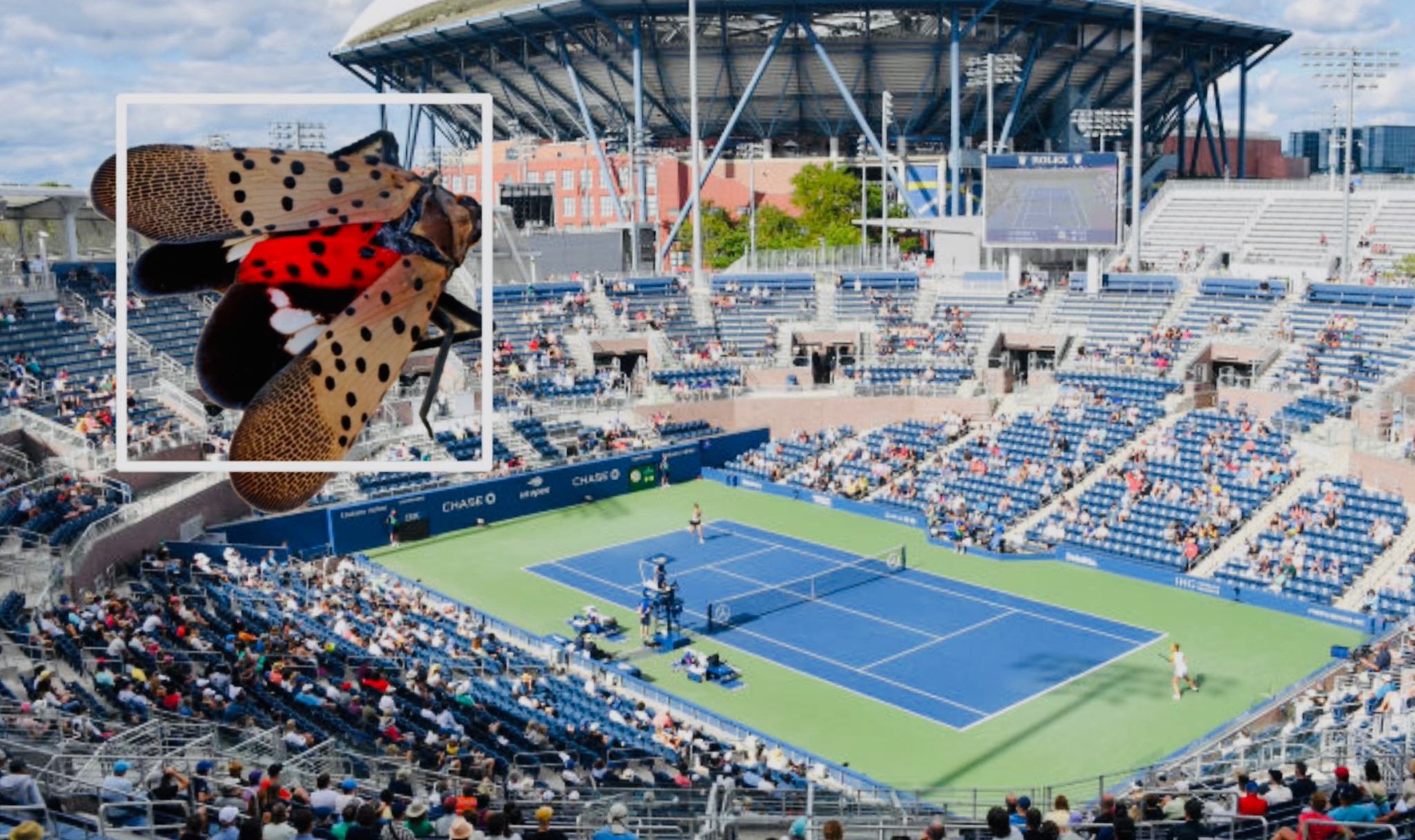 US Open, terorizat de o invazie de insecte. Sportivii au fost puși în alertă, iar fanii, rugați să avertizeze autoritățile